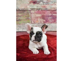French bulldog puppies Brindle, Pied & Fawn! - 4