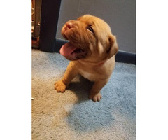 Dogue de Bordeaux puppies ready for show or pet in ...