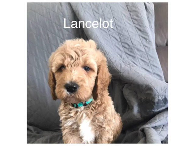 F1b goldendoodles for sale in Victoria, Texas - Puppies ...