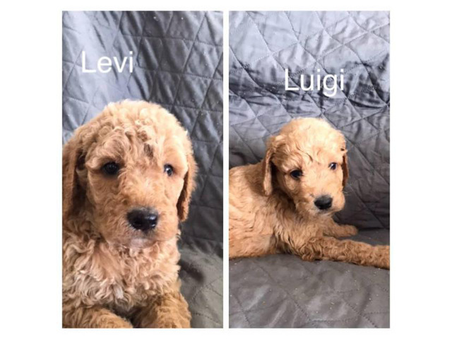 F1b goldendoodles for sale in Victoria, Texas - Puppies ...