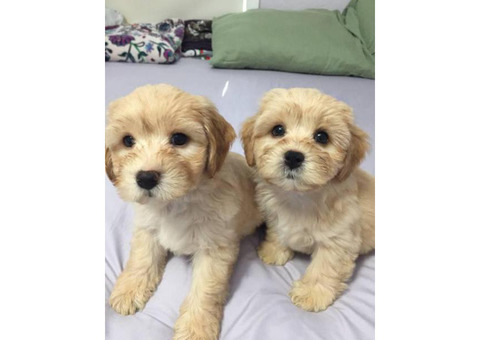 4 Shih-poo puppies available