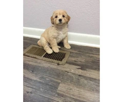 4 Shih-poo puppies available - 2