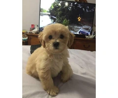 4 Shih-poo puppies available - 3