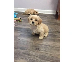 4 Shih-poo puppies available - 4