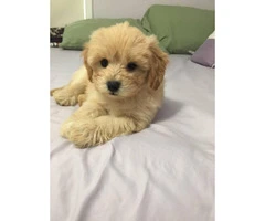 4 Shih-poo puppies available - 5