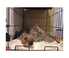 4 puppies of apple head chihuahuas - 3