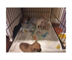 4 puppies of apple head chihuahuas - 6