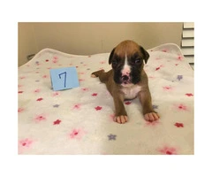 5 girls and 3 boys AKC Boxer Puppies - 7