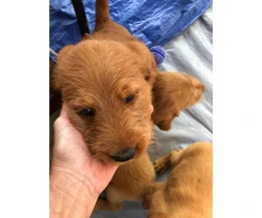 Three labradoodle puppies in search of their home forever - 2