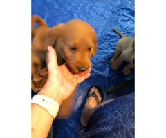 Three labradoodle puppies in search of their home forever - 3