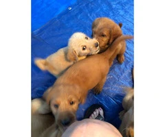 Three labradoodle puppies in search of their home forever - 4