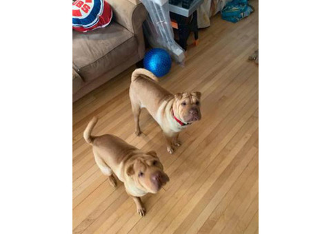 2 Sharpei puppies for sale