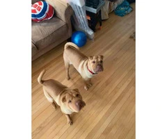 2 Sharpei puppies for sale