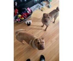 2 Sharpei puppies for sale - 2