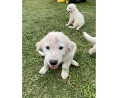 2-month-old Puppies - 3