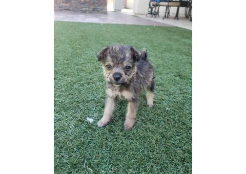 Maltese Chihuahua Mix Puppies