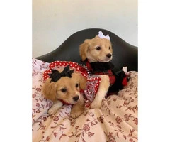 2 Lovely Cockapoo female puppies - 7