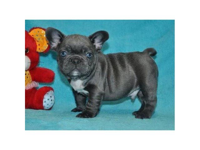 100% Genuine Pure breed Blue French Bulldog puppies in Los ...