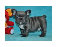 100% Genuine Pure breed Blue French Bulldog puppies