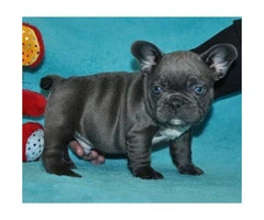 100% Genuine Pure breed Blue French Bulldog puppies - 2