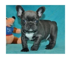 100% Genuine Pure breed Blue French Bulldog puppies - 3