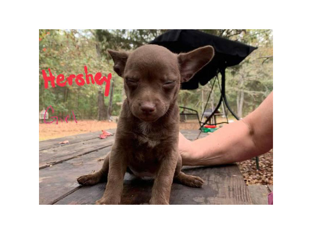 Chihuahua x Feist Hybrid Puppies in Arlington, Tennessee