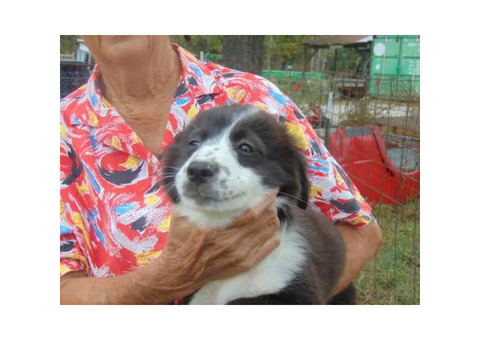 Border Collie and Australian Shepherd mixed