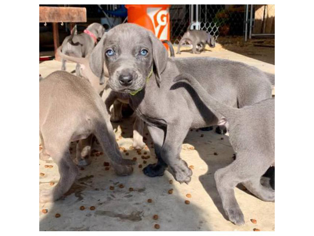 For Sale 10 Weimaraner puppies in Ozawkie, Kansas
