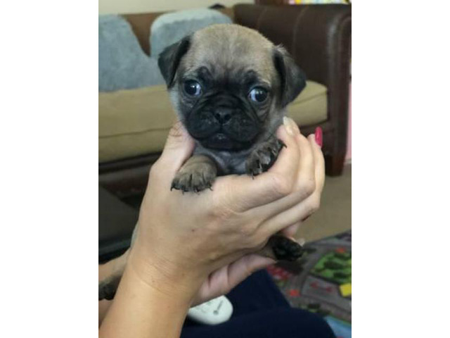 2 male pug puppies for sale in Roseville, California - Puppies for Sale