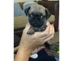 2 male pug puppies for sale - 1