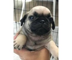 2 male pug puppies for sale - 2