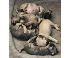 2 male pug puppies for sale - 3
