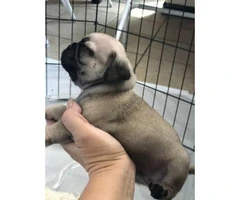 2 male pug puppies for sale - 4