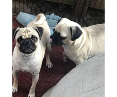 2 male pug puppies for sale - 5