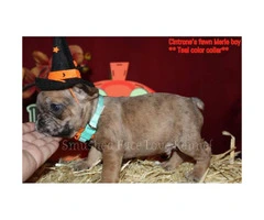 3 wonderful fawn Merle boys Akc french bulldog for Halloween - 7