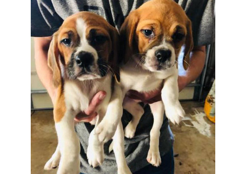 Puggle Puppies Male and Female