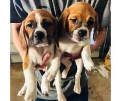 Puggle Puppies Male and Female