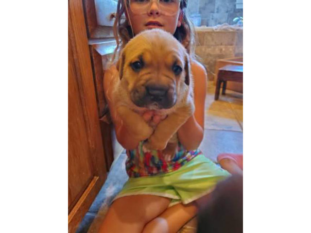 2 female Cane Corso puppies for sale in Kansas City