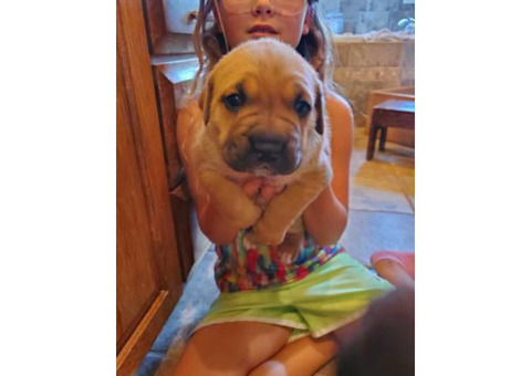 2 female Cane Corso puppies for sale