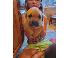 2 Female Cane Corso Puppies For Sale In Kansas City Kansas