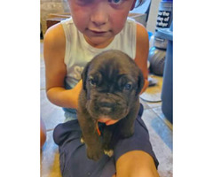 2 Female Cane Corso Puppies For Sale In Kansas City Kansas