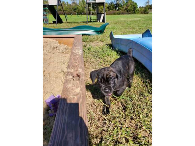 2 female Cane Corso puppies for sale in Kansas City
