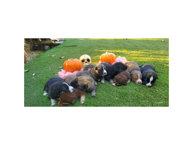 7 German Shepherd X Siberian Husky Puppies In San Jose California Puppies For Sale Near Me