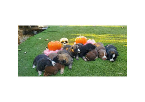 7 German shepherd x Siberian husky puppies