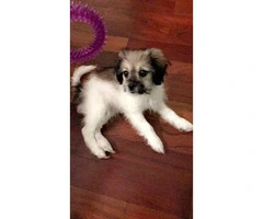 9-week old Shih-Poo puppy for Sale