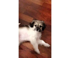 9-week old Shih-Poo puppy for Sale - 2
