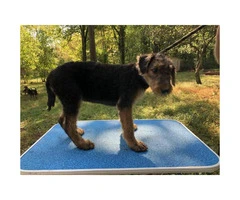 AKC Airedale Puppies