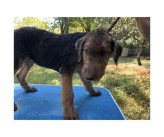 AKC Airedale Puppies - 2