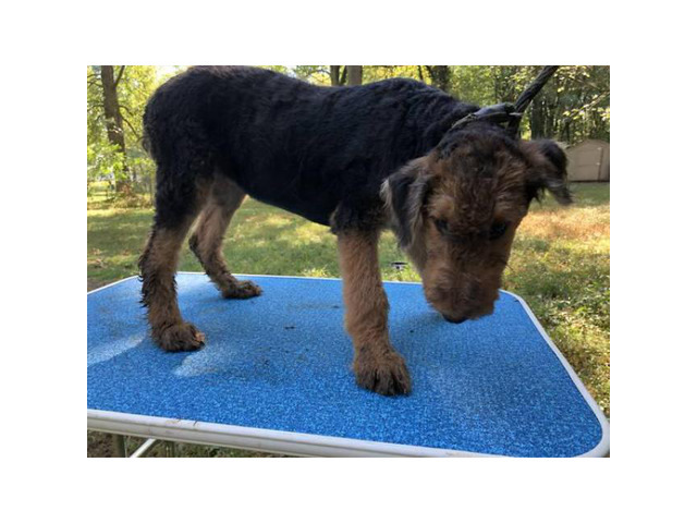 AKC Airedale Puppies in Columbus, Ohio - Puppies for Sale ...
