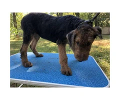 AKC Airedale Puppies - 3